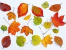 fall_leaves
